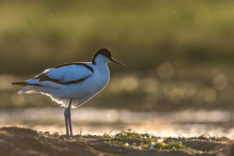 Avocette élégante_Sylvain Gayot