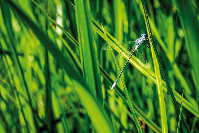 Lestes Macrostigma_Sylvain Gayot