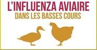 grippe aviaire
